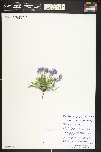 Erigeron ochroleucus image