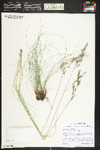 Festuca idahoensis image