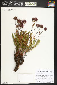 Ivesia gordonii image