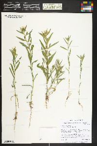 Collomia linearis image