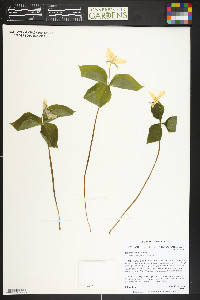 Trillium ovatum image