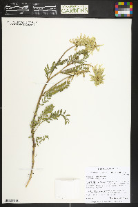 Astragalus scopulorum image