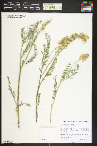 Astragalus bisulcatus image