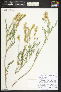 Astragalus pattersonii image