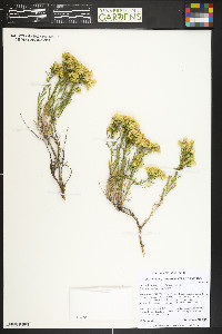 Chrysothamnus vaseyi image