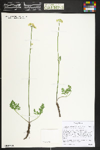 Ligusticum tenuifolium image