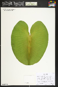 Nuphar polysepala image