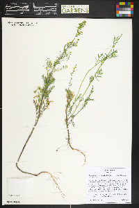 Descurainia incisa subsp. incisa image