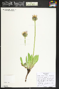 Taraxacum ceratophorum image