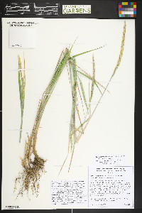 Elymus trachycaulus subsp. trachycaulus image