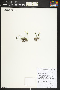 Draba densifolia image