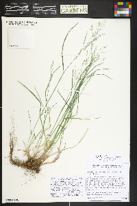 Poa nemoralis image