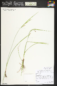 Carex aurea image