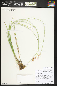 Carex petasata image