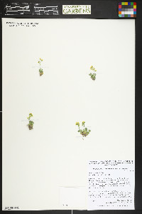 Draba ventosa image