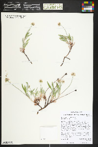 Eriogonum coloradense image