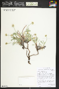Eriogonum coloradense image
