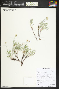 Eriogonum coloradense image