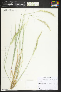 Calamagrostis scopulorum image