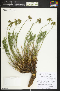 Pteryxia hendersonii image