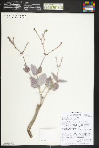Mirabilis rotundifolia image