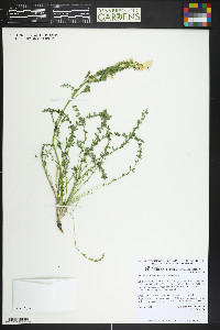 Polemonium brandegeei image