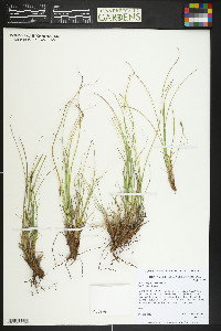 Carex geophila image