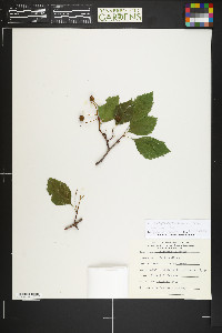 Crataegus douglasii image