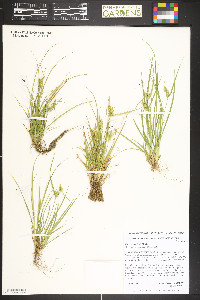 Carex cryptolepis image