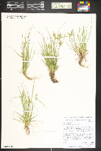 Carex cryptolepis image