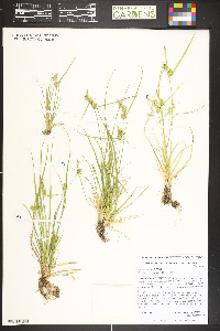 Carex cryptolepis image