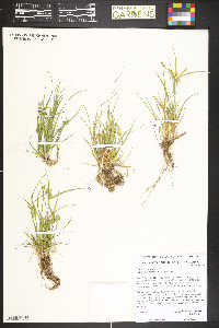 Carex cryptolepis image