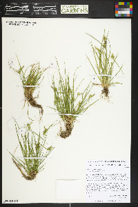 Carex cryptolepis image