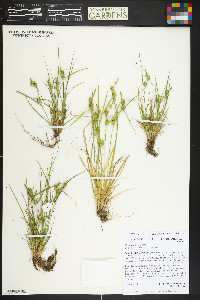 Carex cryptolepis image