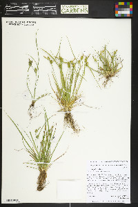 Carex cryptolepis image