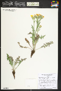 Crepis occidentalis subsp. costata image