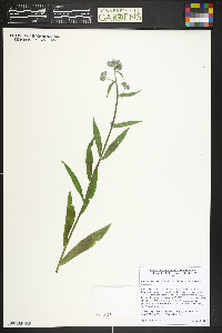 Hackelia floribunda image