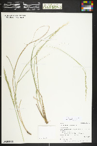 Nassella viridula image