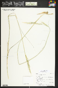 Nassella viridula image