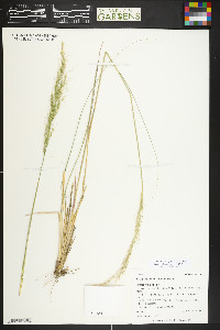 Nassella viridula image