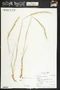 Nassella viridula image