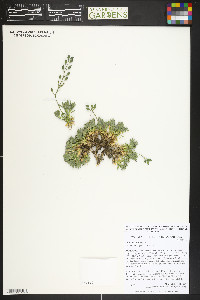 Draba incerta image