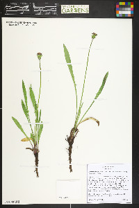 Agoseris aurantiaca var. aurantiaca image