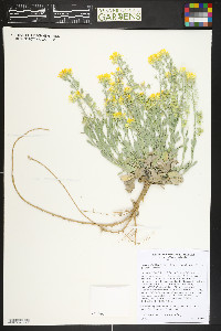 Physaria vitulifera image