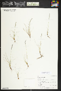 Festuca minutiflora image