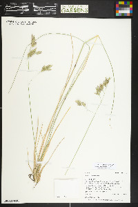 Festuca thurberi image