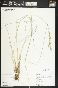 Festuca thurberi image