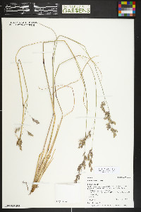 Festuca thurberi image