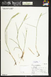 Agropyron cristatum subsp. desertorum image