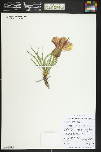 Oenothera acutissima image